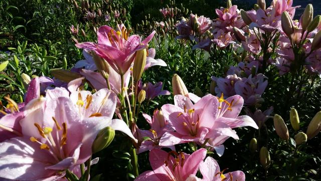 Lily Garden at the Yampa River Botanic Garden